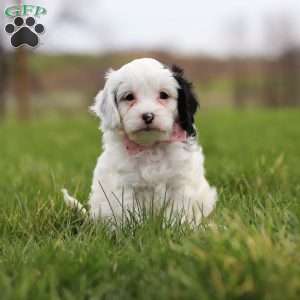 Molly, Cavapoo Puppy